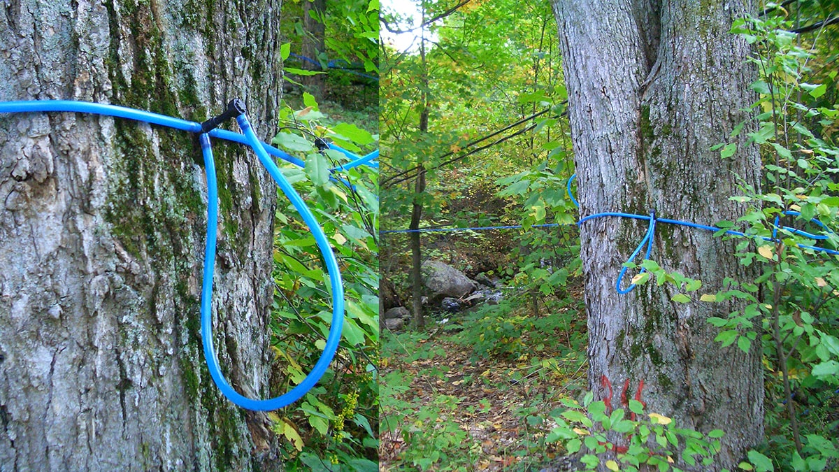 森の中のパイプ